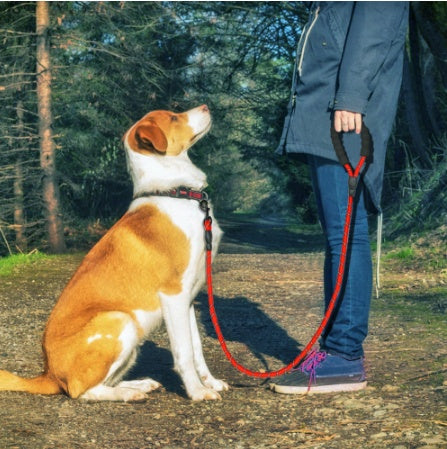 Reflective Nylon Dog Leash with Foam Handle for Training & Walking